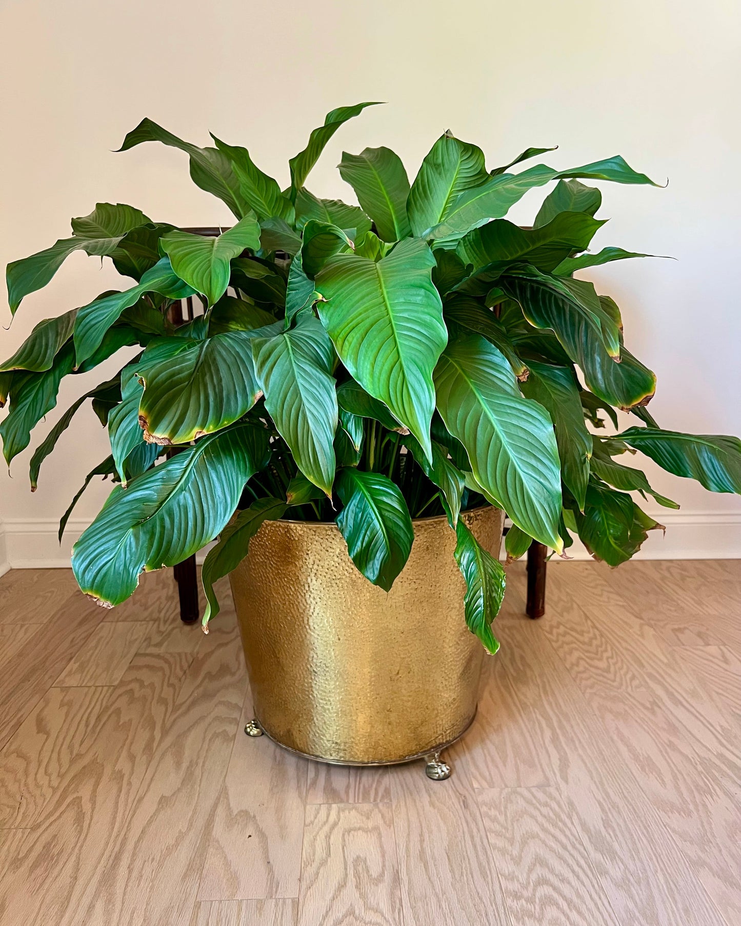 Large Brass Footed Planter